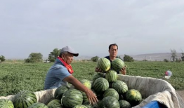 宁明吃瓜爆料是真的吗,真相揭秘，是真是假？